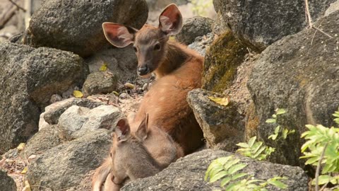 Baby Deer