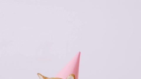 Cute Dog Wearing a Party Hat