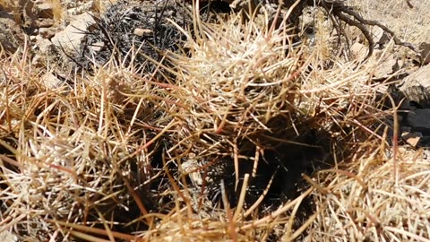 Toppled Ferocactus Cluster