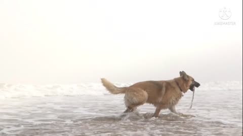 Happy dog on the beach