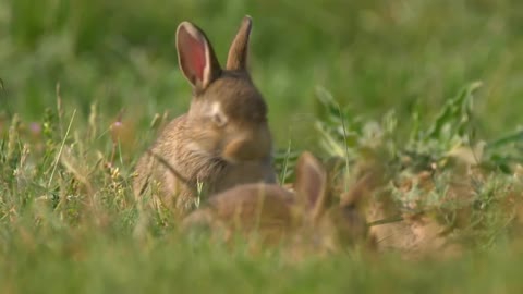 Wild european rabbit in meadow | | Animal videos