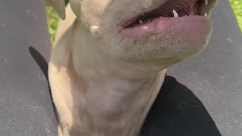 Dog Impersonates a Small Shark