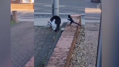 A cat and a bird are playing among themselves, their love is visible