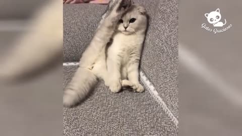 Funny Cats - Risa de Chitosos Videos