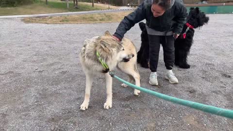 Walking wolves in the street