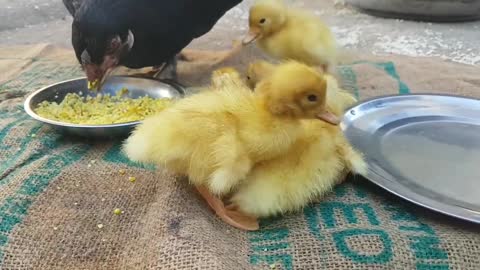 Cute little chicks