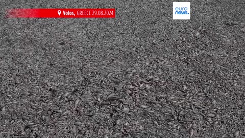 State of emergency in Greece as thousands of dead fish collect around Volos port