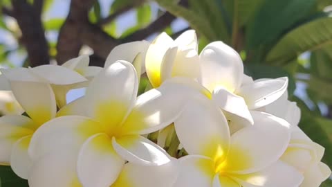 Plumeria - Amazing Fragrance?