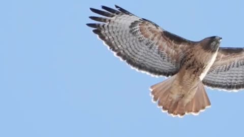 The peregrine falcon, which has the fastest swoop in the universe, can outrun other birds