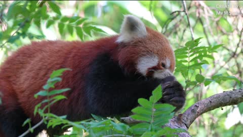 Red Panda relaxing