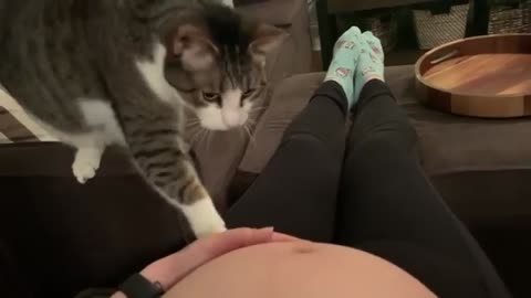 Sweet cat just realized it's owner is pregnant.