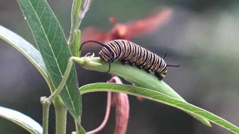 Executioner Wasp Preys on Caterpillar