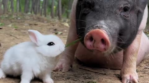 I've never seen rabbits and pigs grab grass to eat