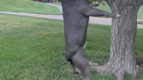 Dog Loves to Spin Dangling From Tree