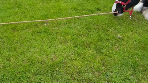 Energetic Dog and His Horse