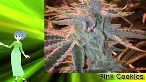 Pink Cookies Auto – Seeds 66