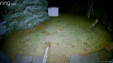 moose sneaks up on man in his back yard