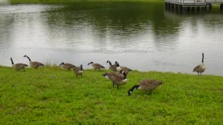 Aggressive geese at pond