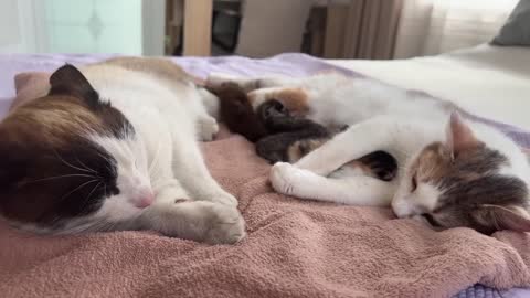 Dad cat meets his baby kittens for the first time