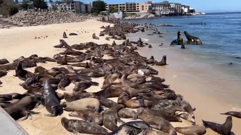 Sea Lions Are Coming To America!