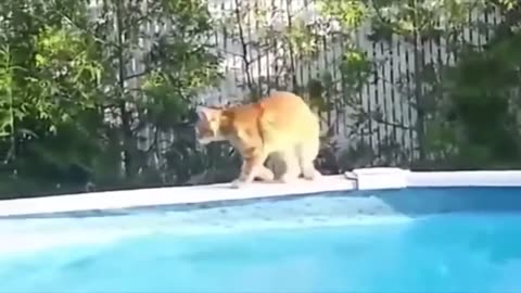 Cats Vs Water - Funny Cats Video