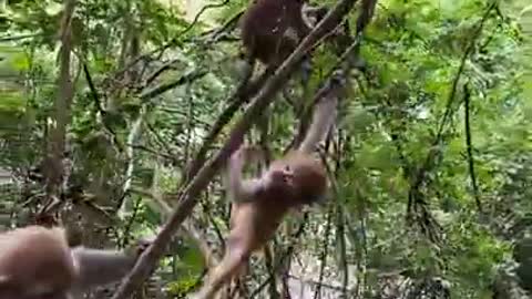 Cute Monkey China & Funny Love monkey| Animals Love