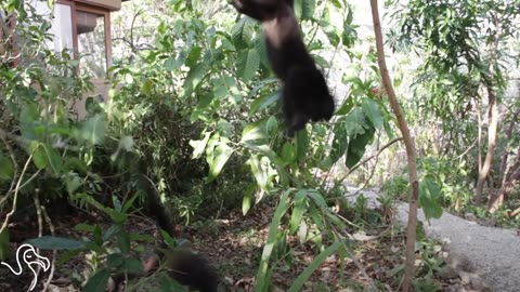 Orphaned Baby Monkey Learns How To Be A Kid