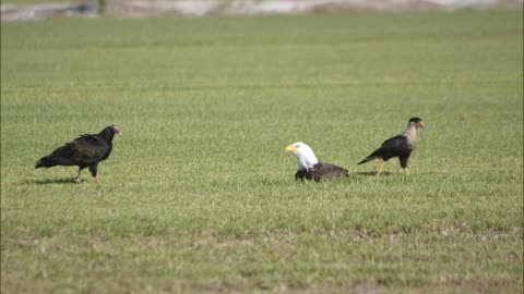 Eagle vs Caracara Family for Breakfast