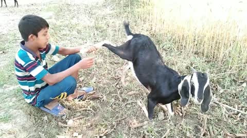 boy feeding goat breast