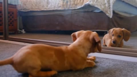 Dog playing with the mirror🤣🐶 | Funny 😂| Funny Animal Videos #12