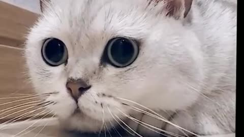 video Cat, cats, funny cats, funny