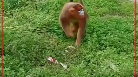 A golden snub-nosed monkey eating fruit