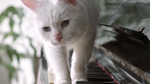 Cat music play amazing.