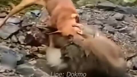 What Does The Monkey Do With Dog At The End?| میمون در آخر با سگ چی خواهد کرد؟