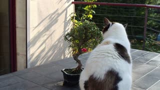 Mother Cat Pet Wait Near Tree