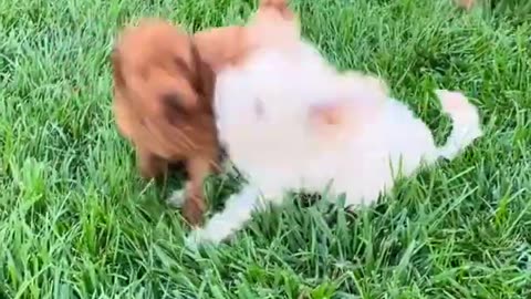 Puppies Playing Spending their Funnest Time Ever