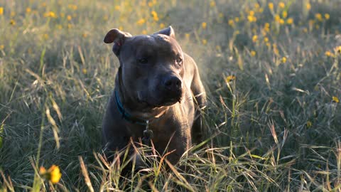 Heat literally radiates off dog during cold morning