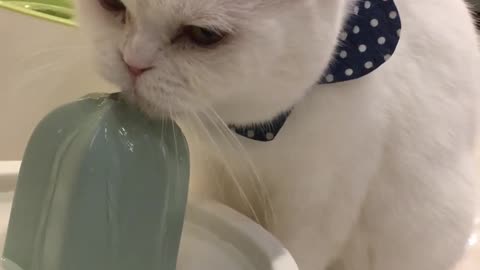 The pretty white cat is drinking water.