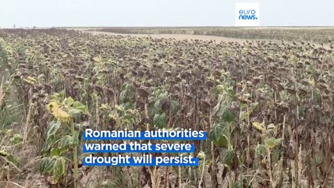 Drought devastates corn and sunflower fields in Romania