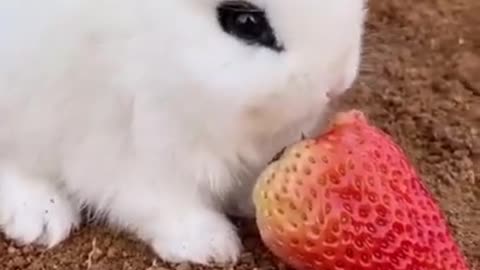 Little baby rabbit eating strawberry. cutest thing to watch today