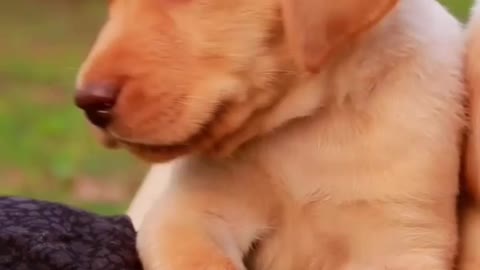 Cute dog video playing girls reaction