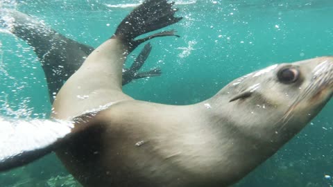 Seals Swimming Underwater