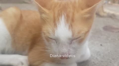 Cute kittens for you | Diana-videos #cat #cute