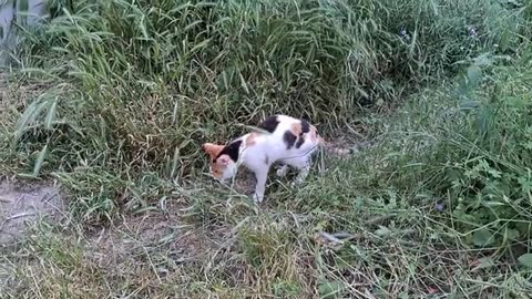 It's raining. Cute cat running away from the rain.