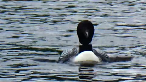 Loon