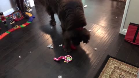 Newfoundland destroys Christmas gift in under 2 minutes