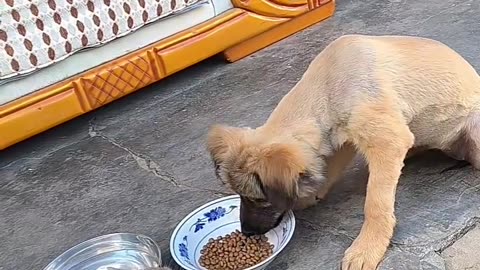 The cat is eating but the dog is not giving food