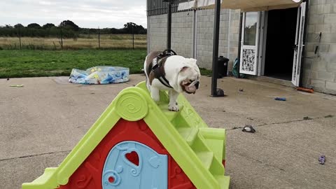 Bulldog Slips Backwards Down Slide