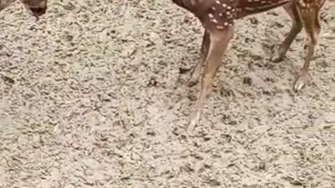 see deer at the zoo