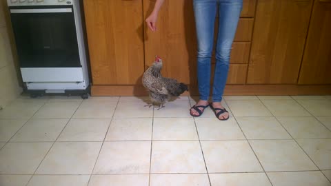 Pet chicken performs variety of impressive tricks